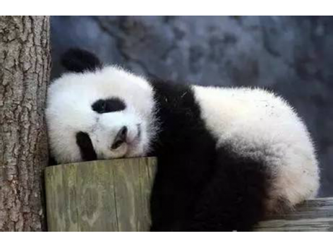 海底撈跨界跨到動物界了嗎？愛心認養(yǎng)大熊貓